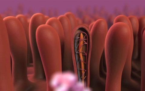 Understanding Medium Chain Triglycerides (MCTs)